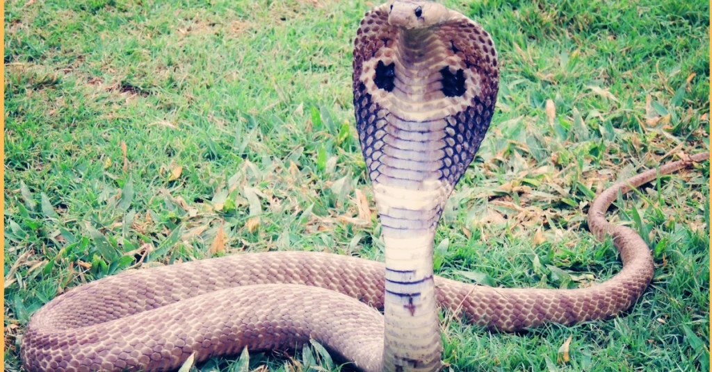 Save From Poisonous Animal